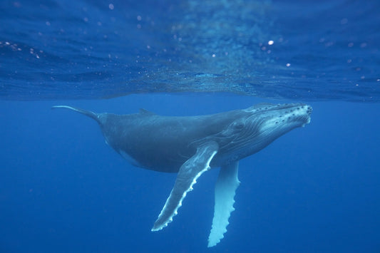 Whale Hello There! Artificial Intelligence Decodes Whale Chatter